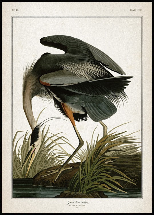 Great Blue Heron Poster