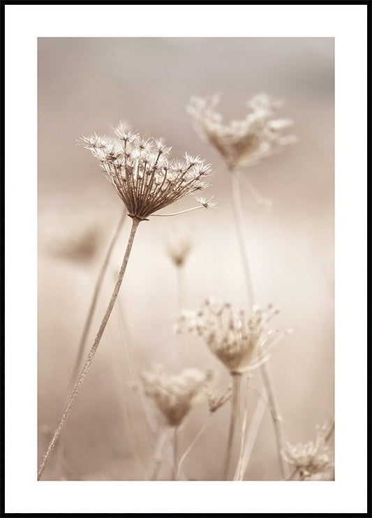 Dry Flowers Poster