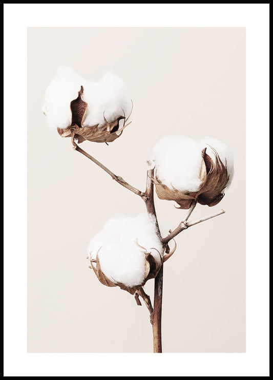 Cotton Flower Poster