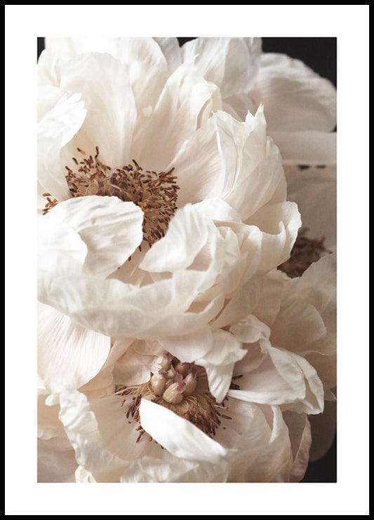 Cream Peonies Poster