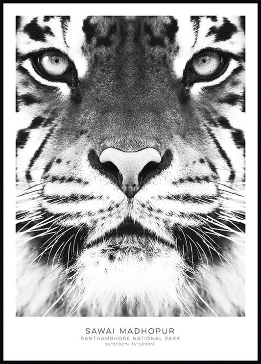 Bengal Tiger Poster