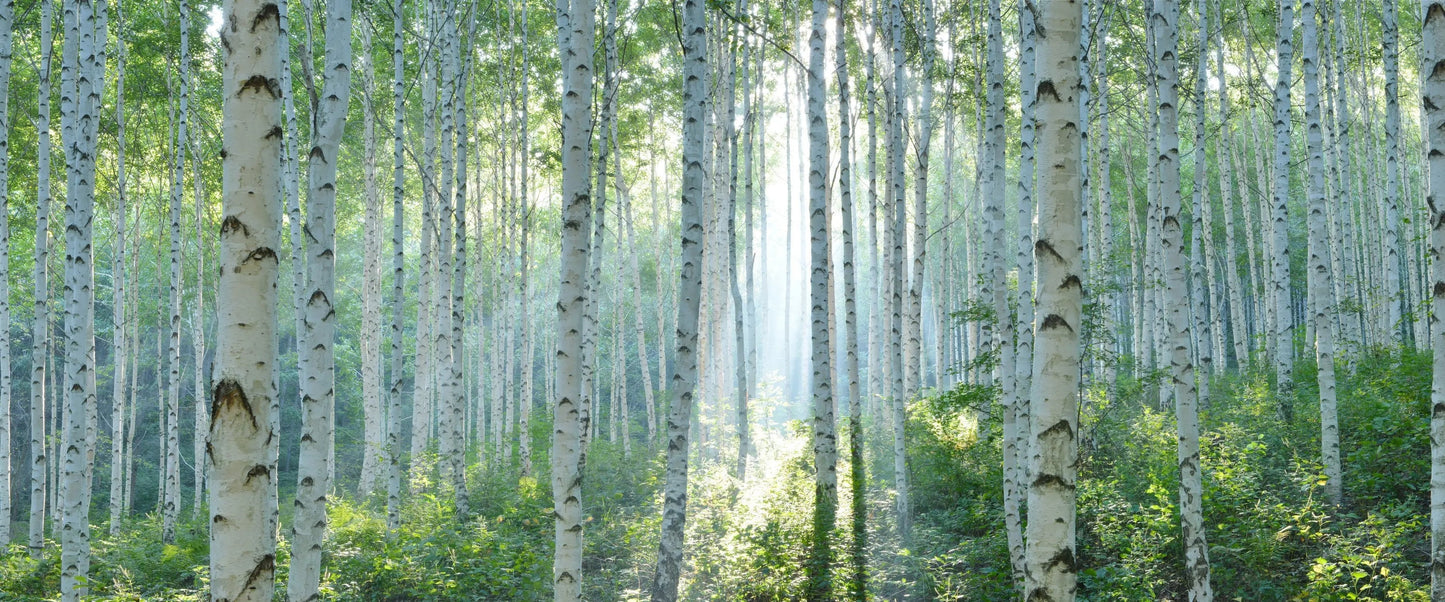 Peaceful Birch Woods Forest Nature Landscape Large Murals Living Room Sofa Bedroom Modern Wall Painting Home Decor