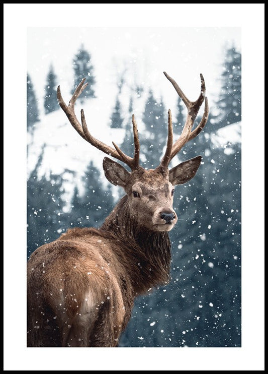 Red Deer in Snow Poster