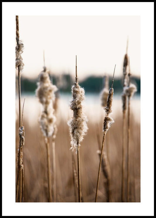 Dried Reedmace Poster