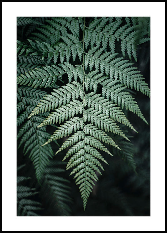 Wild Fern Poster