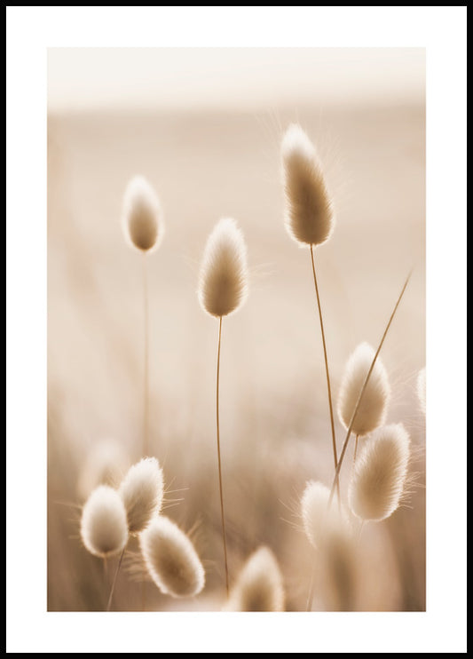 Bunny Tail Grass Poster