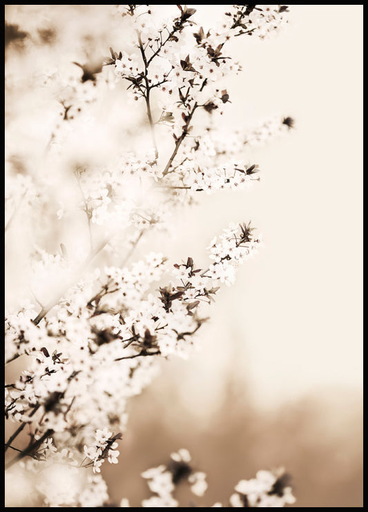 White Cherry Blossom Poster