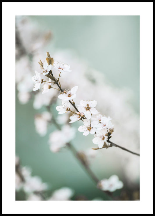 Spring Cherry Blossom Poster