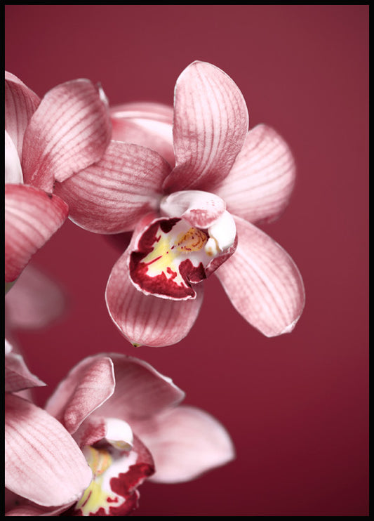 Pink Orchid Poster