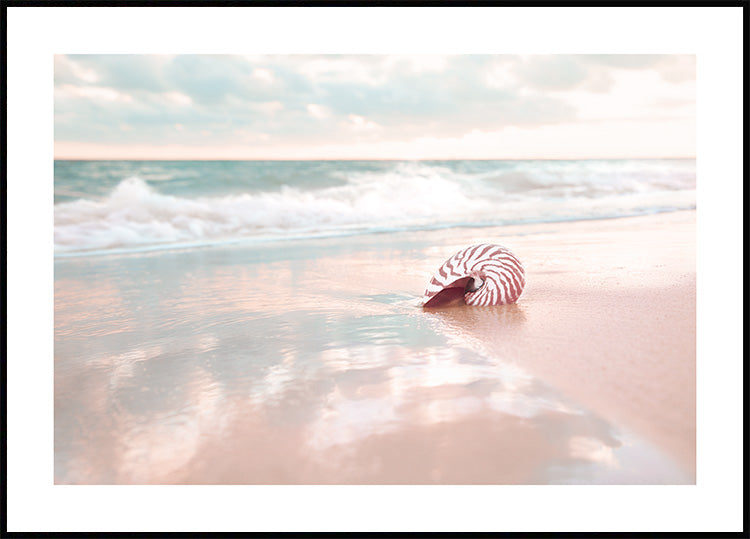 Seashell on Beach Poster