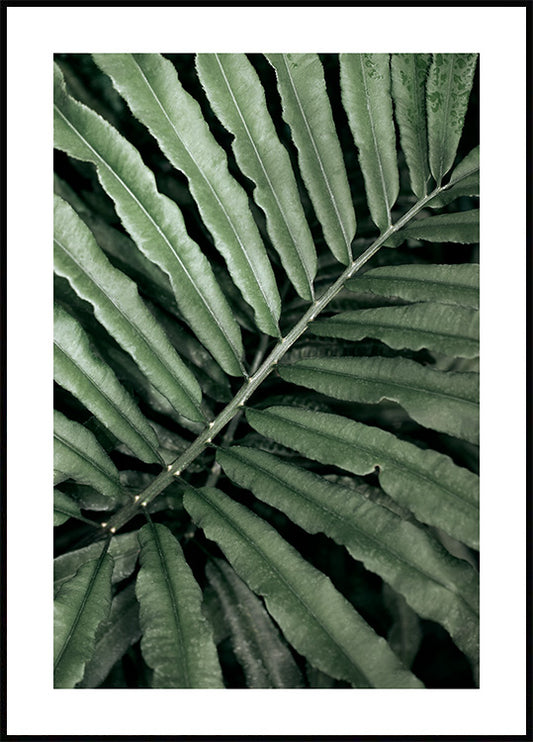 Green Fern Poster