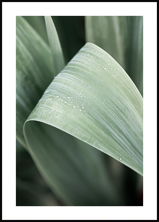 Green Leaf Poster