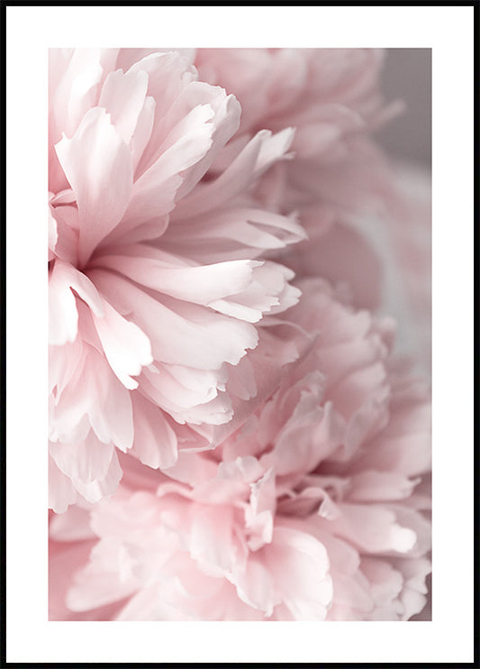 Pink Peonies Close Up Poster