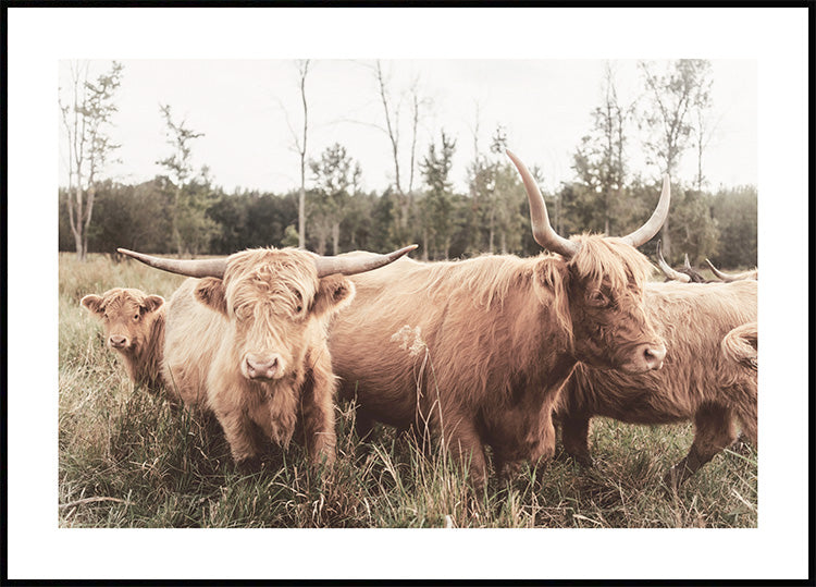 Highland Cattle Flock Poster