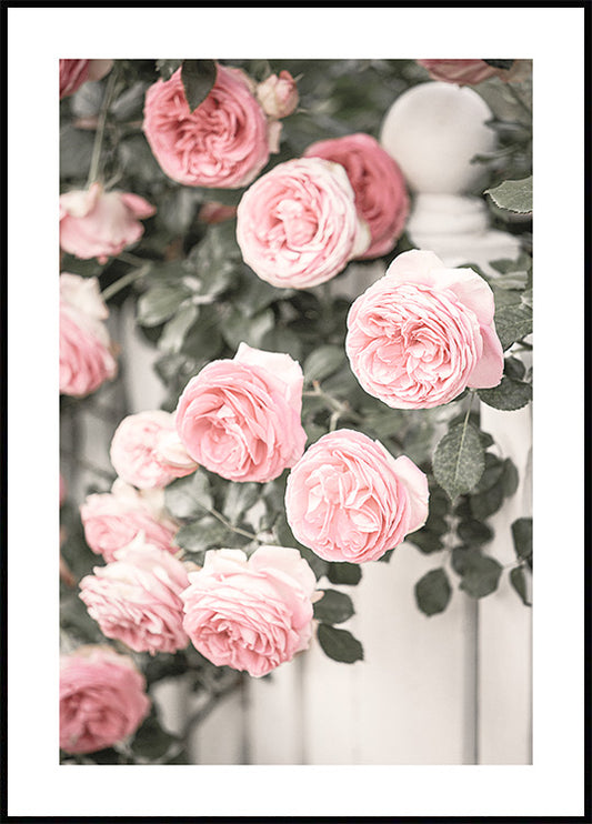 Garden Roses Poster