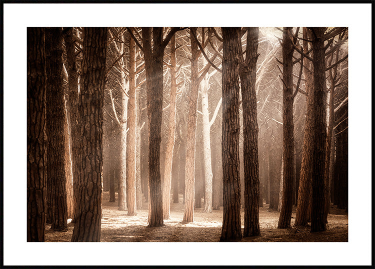 Magical Forest Sunlight Poster