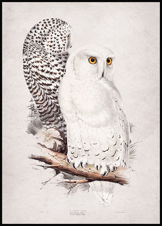 Snowy Owl Poster