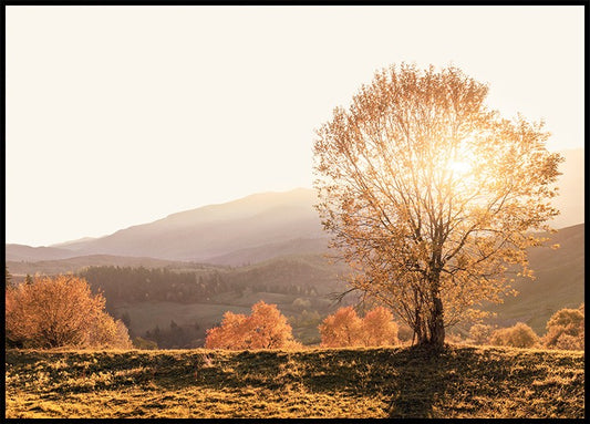 Autumn Morning Poster