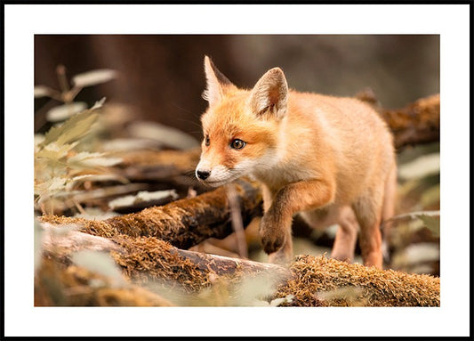 Forest Fox Poster