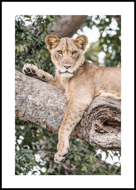 Relaxing Lioness Poster