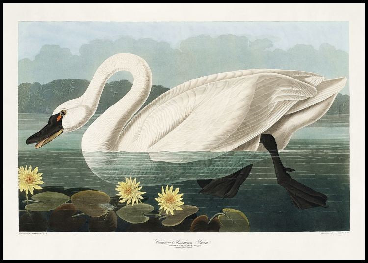 Vintage Swan Poster