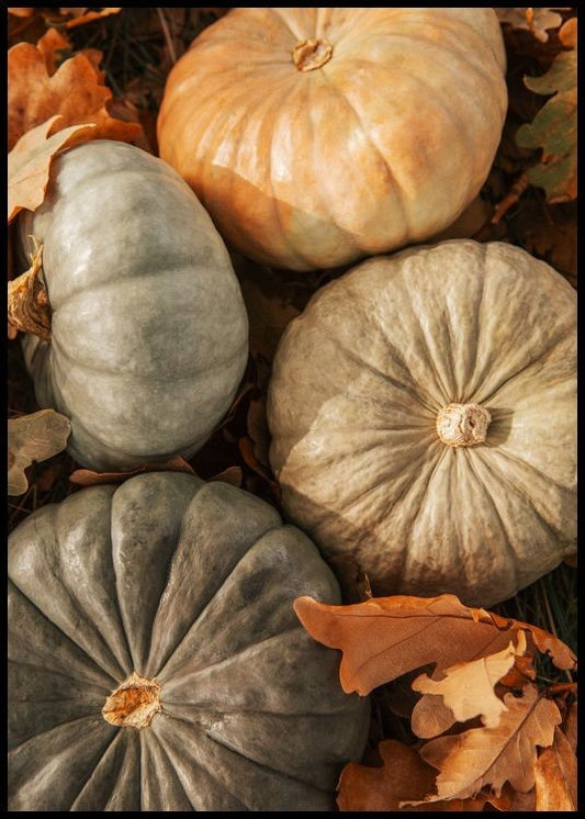 Pumpkin Harvest Poster