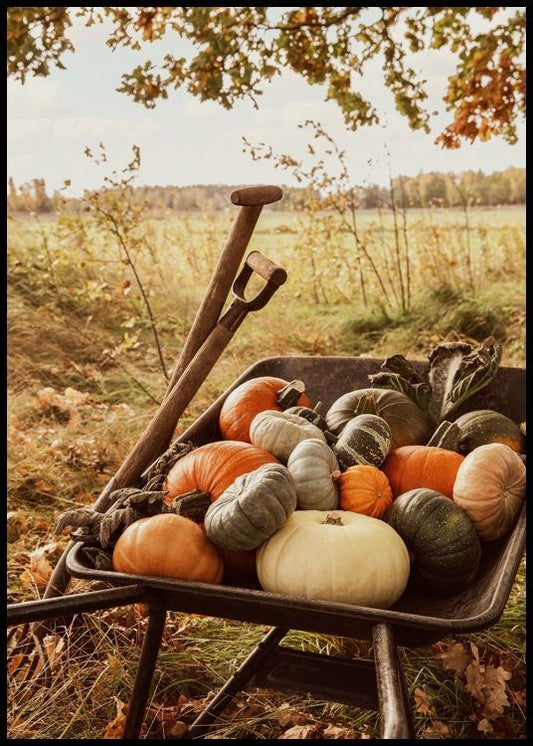 Pumpkin Wheelbarrow Poster